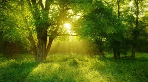 Green trees sunshine wallpaper