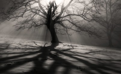 treeshadow