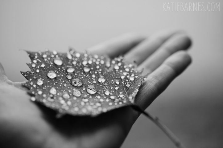 20140909-leaf-droplets(pp_w768_h512)